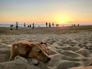 View of a short-coated, tanned dog enjoying a moment of respite on a beach in Goa at sunset, with groups of people and the Arabian Sea in the background.